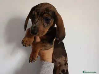 Teckel Miniatura perros Teckel miniatura en Badajoz - Anuncio 16