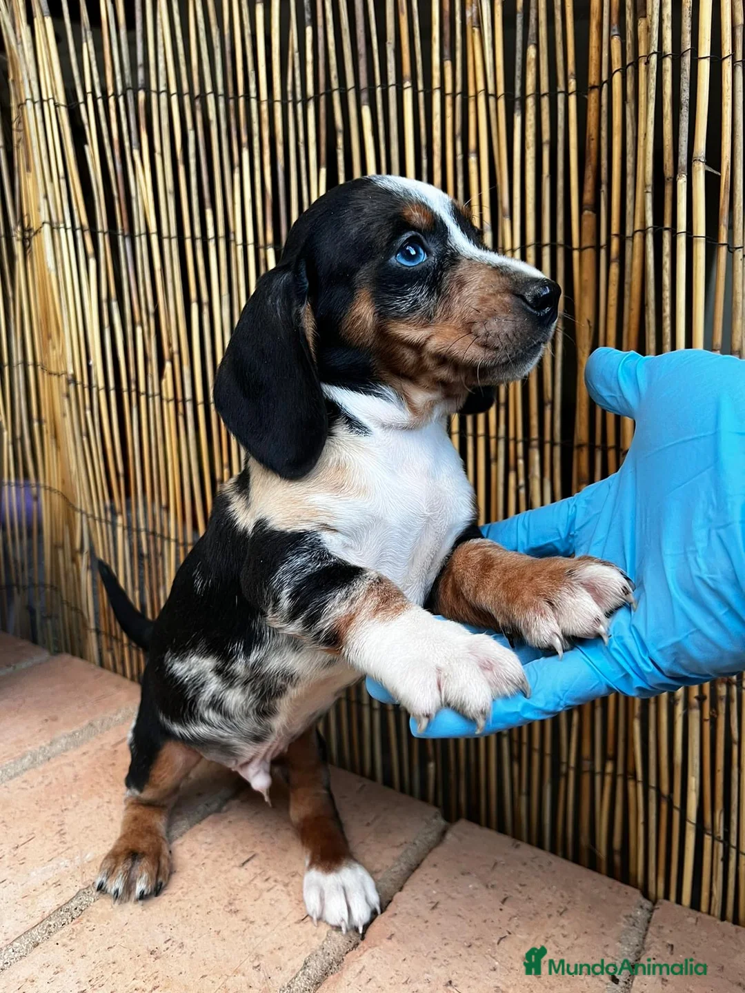 Teckel perros en venta: TECKEL//// LÍNEAS EXCLUSIVAS  en Badajoz - Anuncio 1