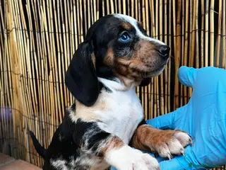 Teckel perros TECKEL//// LÍNEAS EXCLUSIVAS en Badajoz - Anuncio 14