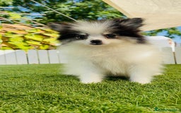 Pomerania perros en venta: POMERANIA HEMBRA ENVIOS A TODA ESPAÑA - Imagen 27
