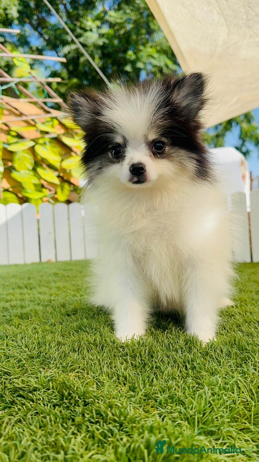 Pomerania perros en venta: POMERANIA HEMBRA ENVIOS A TODA ESPAÑA - Imagen 27