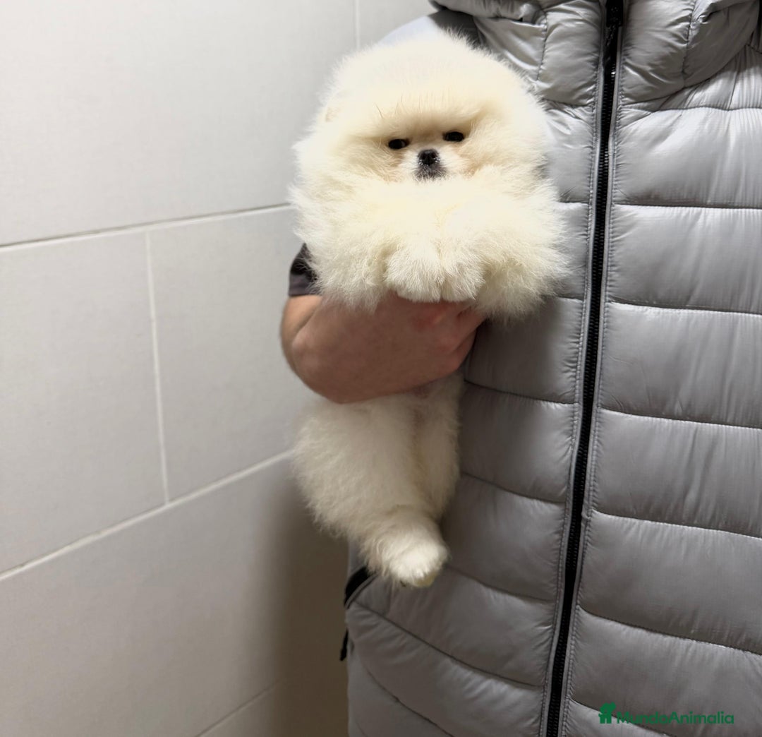 Pomerania perros en venta: Pomerania macho - Anuncio 1