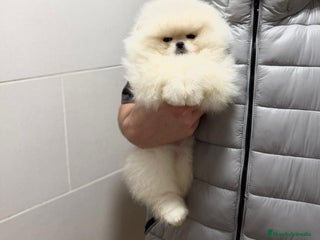 Pomerania perros Pomerania macho - Anuncio 1
