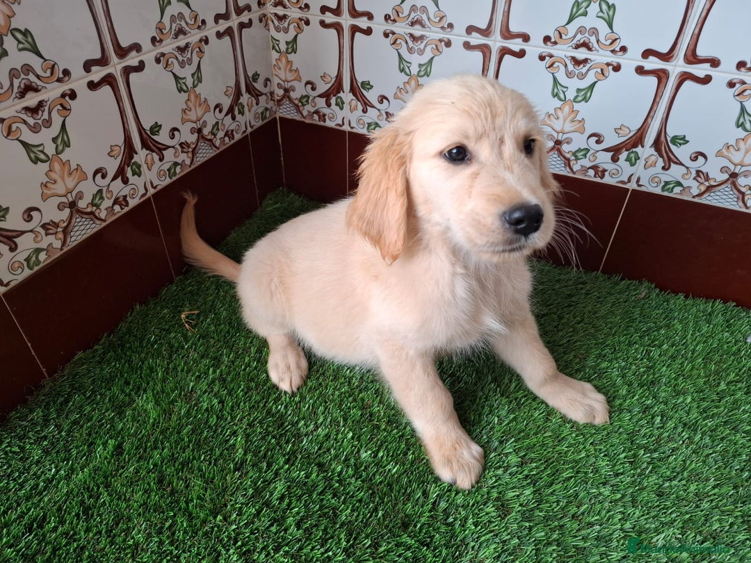 Golden Retriever perros en venta: Hembra de golden retriever  - Imagen 1