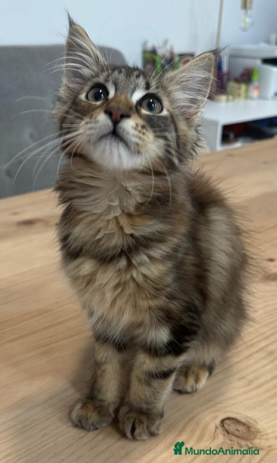 Maine Coon gatos en venta: Preciosa gatita Maine coon - Anuncio 6