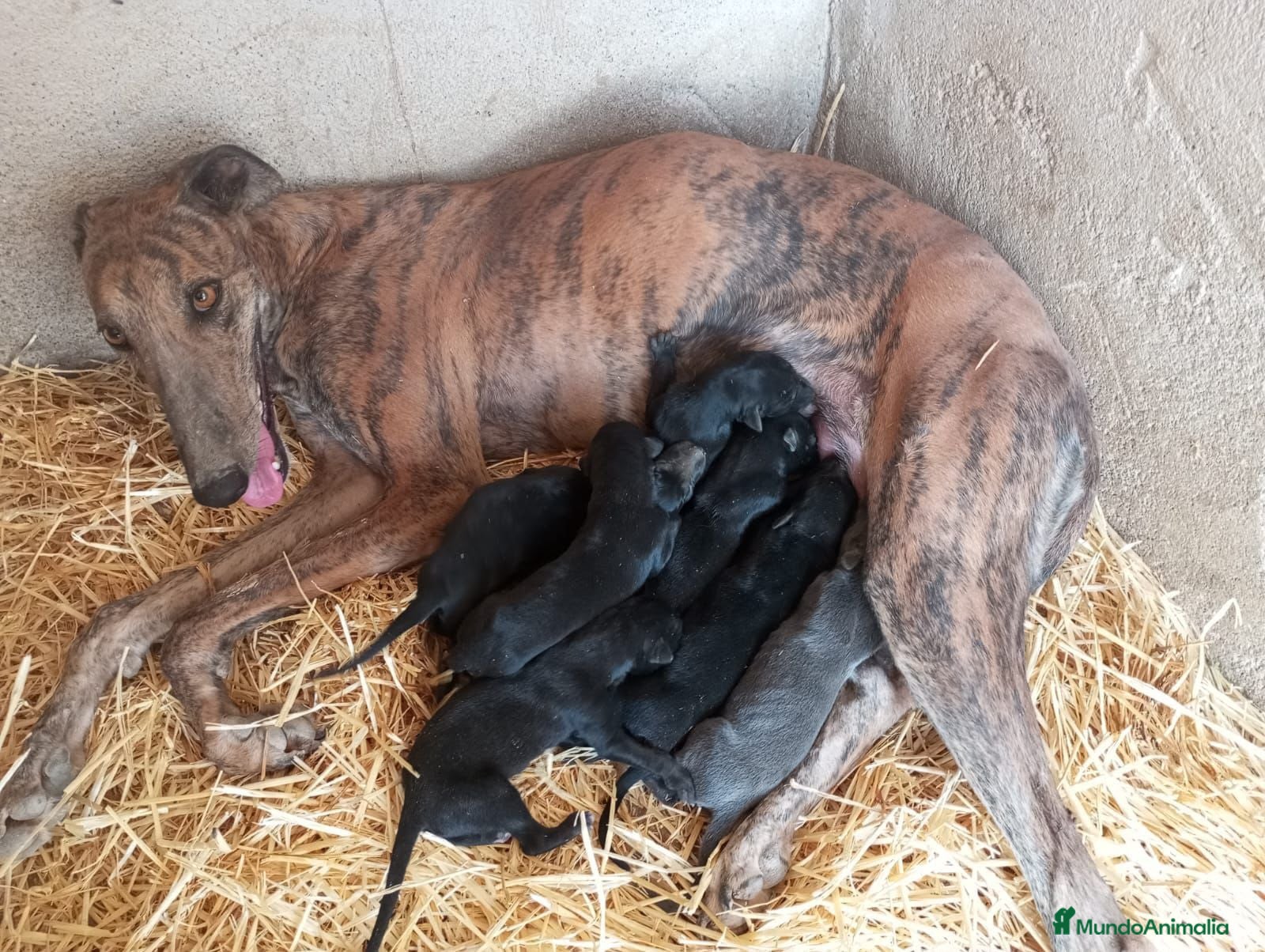Galgo Español perros GALGOS ESPAÑOLES NEGROS - Anuncio 2