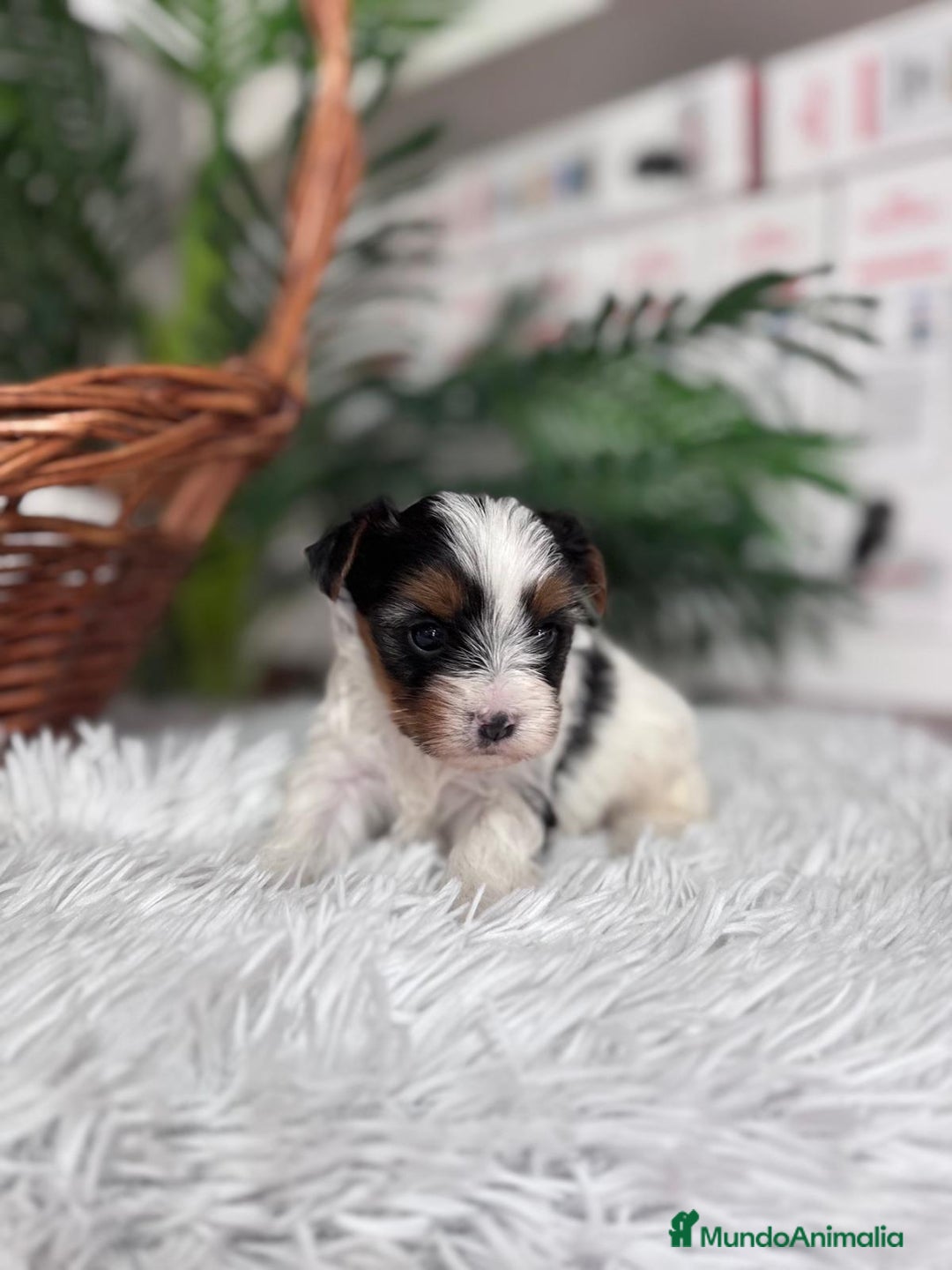 Yorkshire Terrier perros en venta: YORKSHIRE BIEWER - Anuncio 3