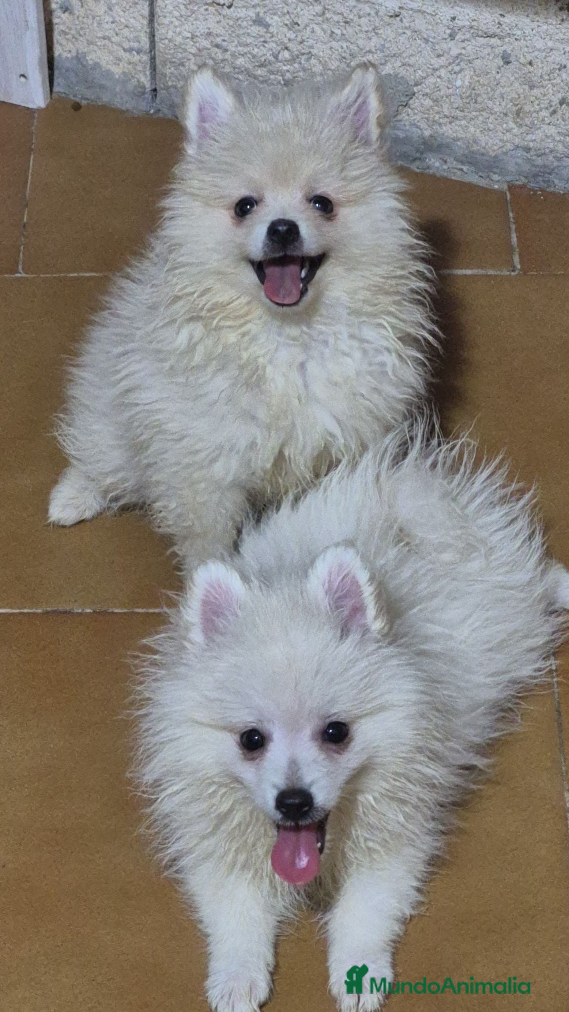 Pomerania perros Pomerania 🐾❤️ - Anuncio 13