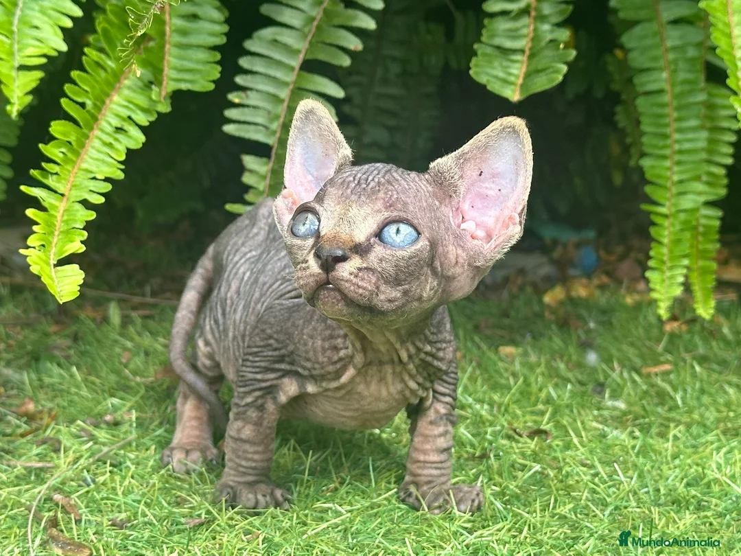 Sphynx gatos en venta: SPHYNX BLUE TABBY en Madrid - Anuncio 7