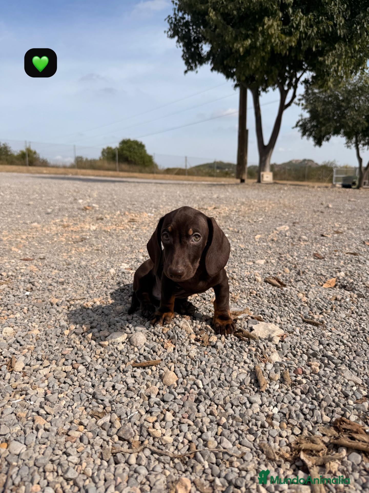 Teckel Miniatura perros TECKEL MACHO - 🐶 CACHORRO - Anuncio 1