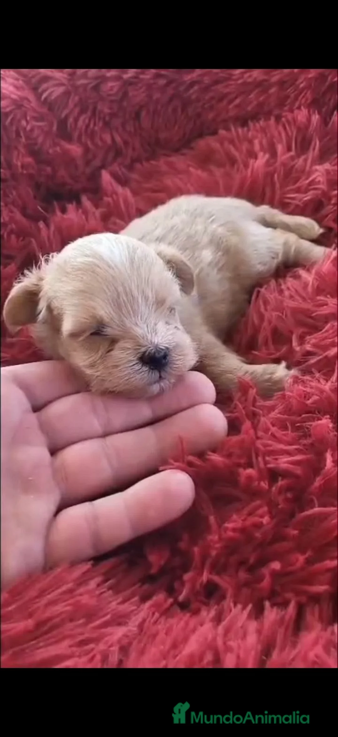 Maltipoo perros en venta: Maltipoo  - Anuncio 2