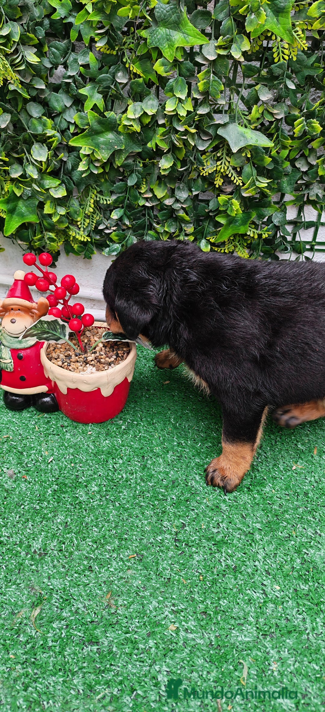 Rottweiler perros en venta: Camada de Rottwailer en Toledo - Anuncio 8
