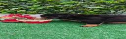 Rottweiler perros en venta: 2 Últimos machos de Rottwailer - Anuncio 8