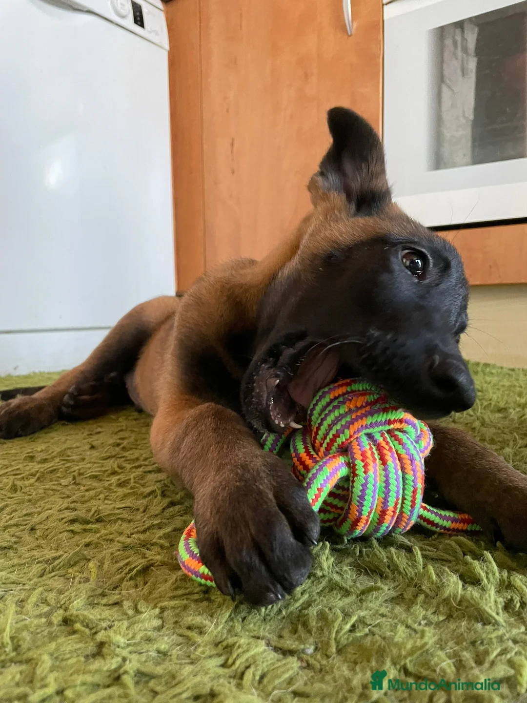 Imagen de galería {{count}}