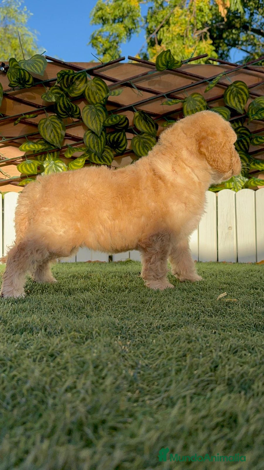 Perro de Agua Español perros en venta: PERRO DE AGUA ESPAÑOL  - Imagen 6