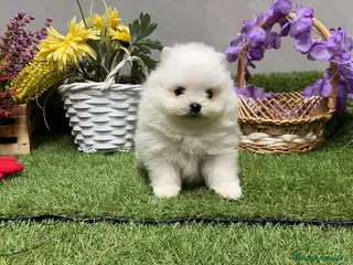 Pomerania perros Pomerania Hembra Disponible - Anuncio 1