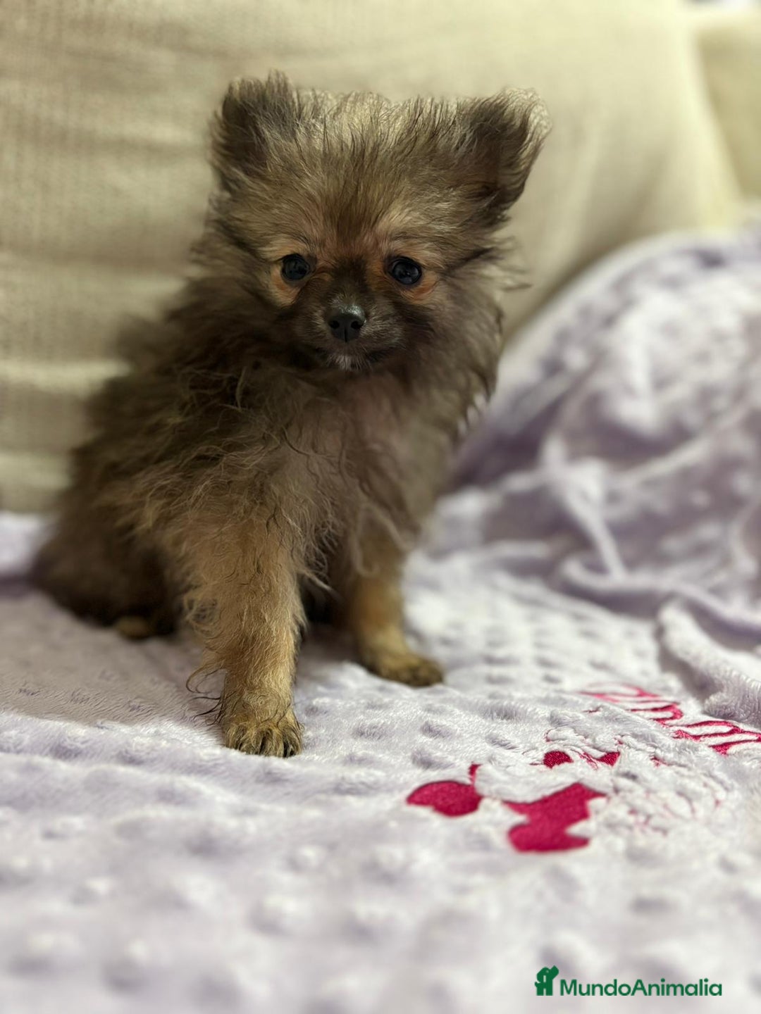 Pomerania perros en venta: Poo pomerania MICRO TOY  - Imagen 4
