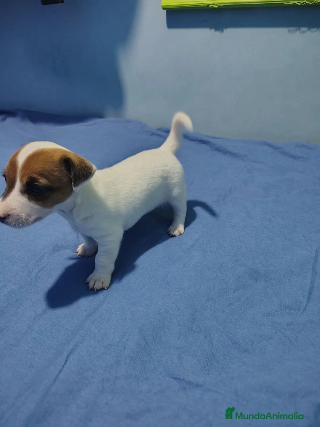 Jack Russell Terrier perros en venta: Jack Russell Puppies !! - Anuncio 4
