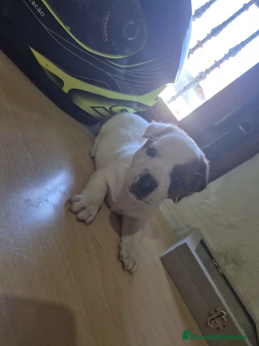 Jack Russell Terrier perros en venta: Jack Russell macho  - Anuncio 6