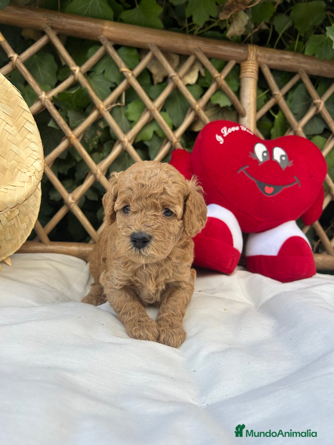 Raza Mixta perros en venta: caniche apricot  - Imagen 2