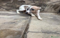 Whippet perros en venta: Whippet  - Imagen 21