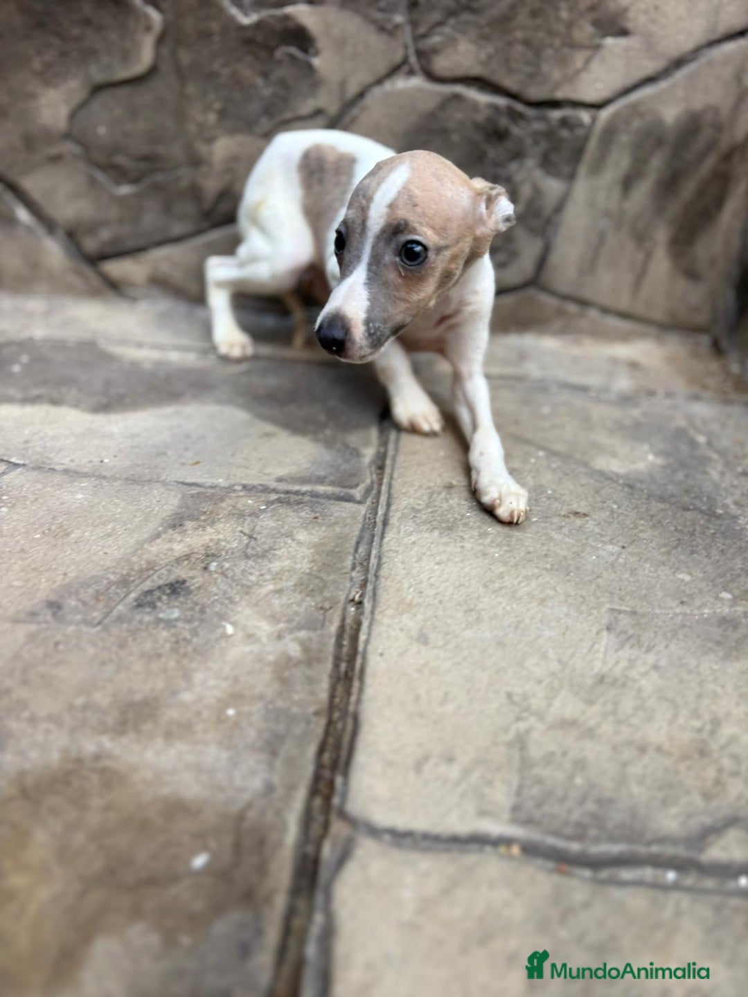 Whippet perros en venta: Whippet  - Imagen 21