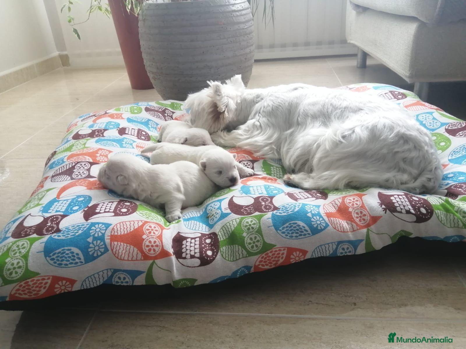 West Highland White Terrier perros en venta: West Highland White Terrier (Westy) - Anuncio 1