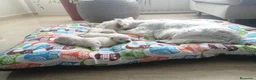 West Highland White Terrier perros en venta: West Highland White Terrier (Westy) - Anuncio 1