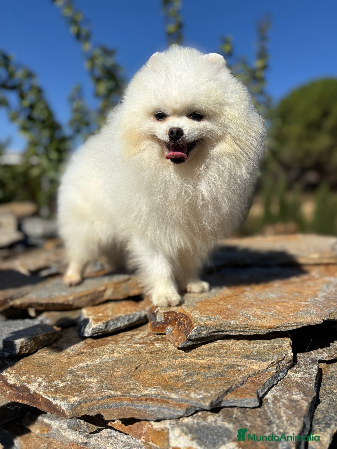 Pomerania perros en venta: Pomeranias nueva camada !!! - Anuncio 1