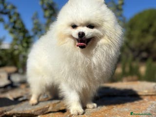 Pomerania perros Pomeranias nueva camada !!! - Anuncio 1