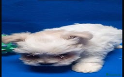 Bichón Maltés perros en venta: Bichon maltés toy - Imagen 8