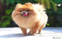 Pomerania perros en venta: Espectaculares cachorros de POMERANIA. en Madrid - Imagen 5