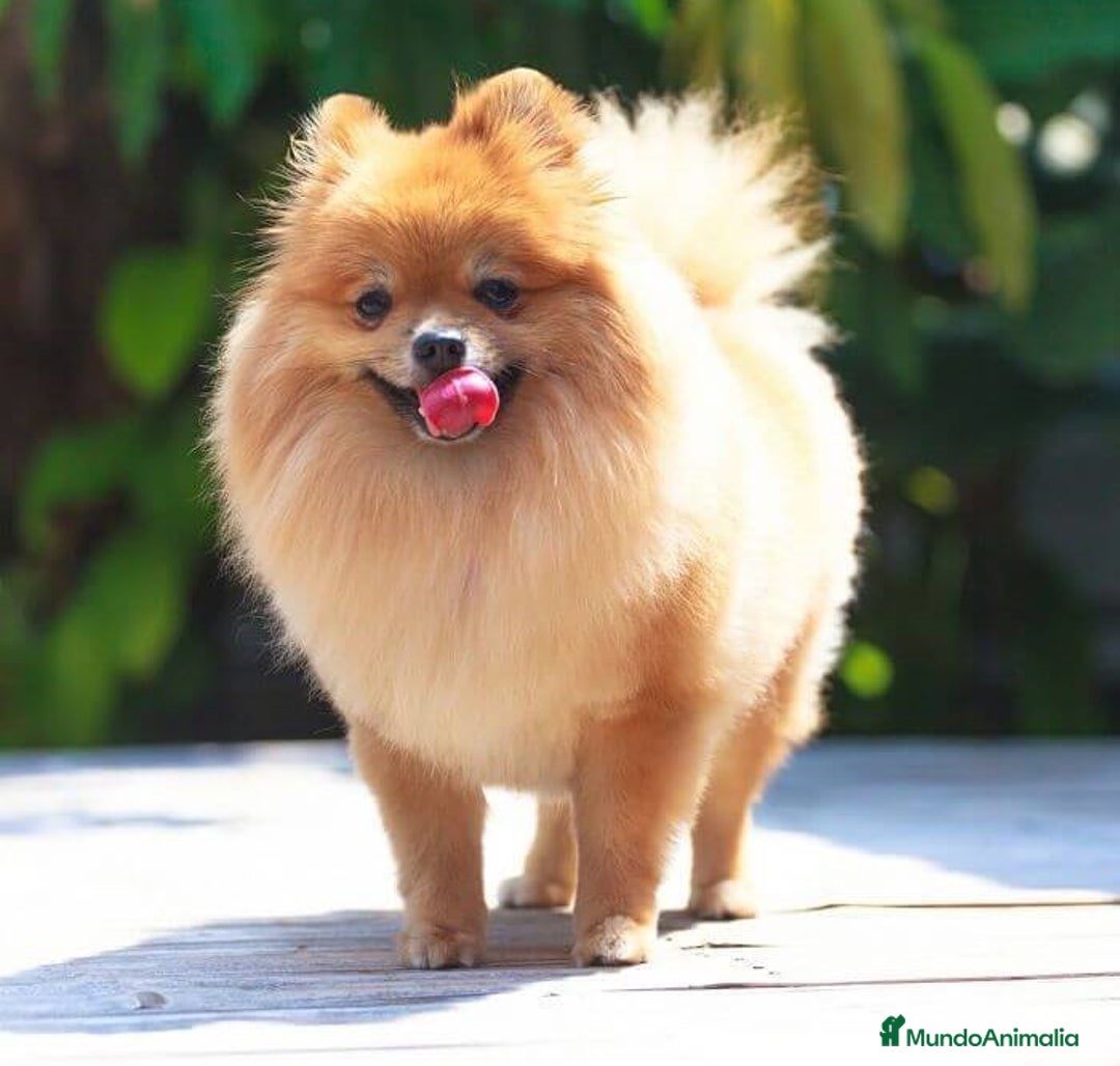 Pomerania perros en venta: Espectaculares cachorros de POMERANIA. en Madrid - Imagen 5