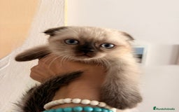 Scottish Fold gatos en venta: Scottish Fold Hembra - Imagen 1