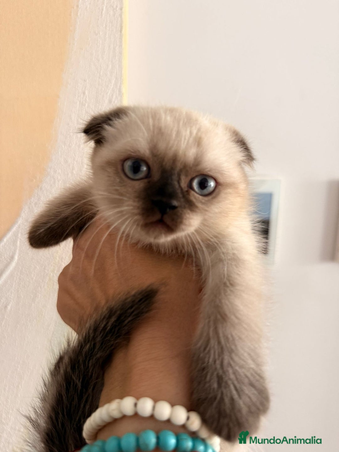 Scottish Fold gatos en venta: Scottish Fold Hembra - Imagen 1