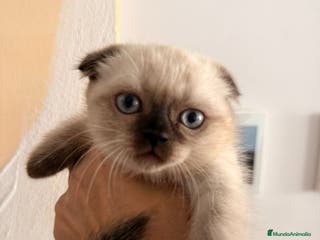 Scottish Fold gatos Scottish Fold Hembra - Anuncio 2