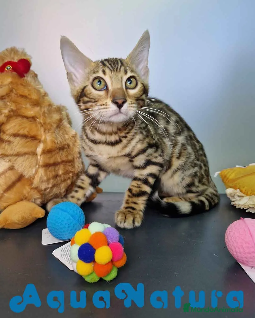 Bengalí gatos en venta: Bengali Hembra 4607 AQUANATURA - Anuncio 3