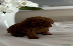 Caniche Toy perros en venta: Camada Caniche Toy, rojo intenso - Imagen 2