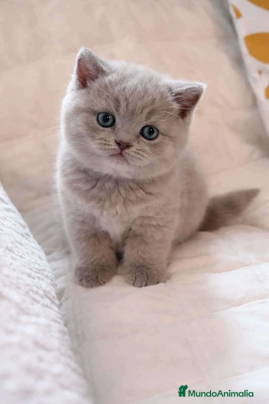 Británico de Pelo Corto Azul gatos en venta: BRITISH - Anuncio 2