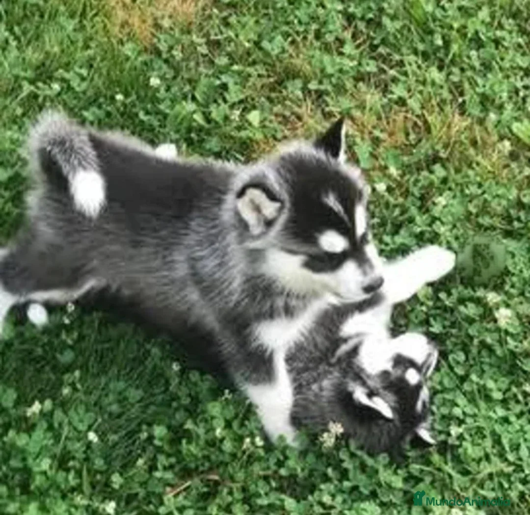 Husky Siberiano perros en venta: Husky siberianos  - Anuncio 2