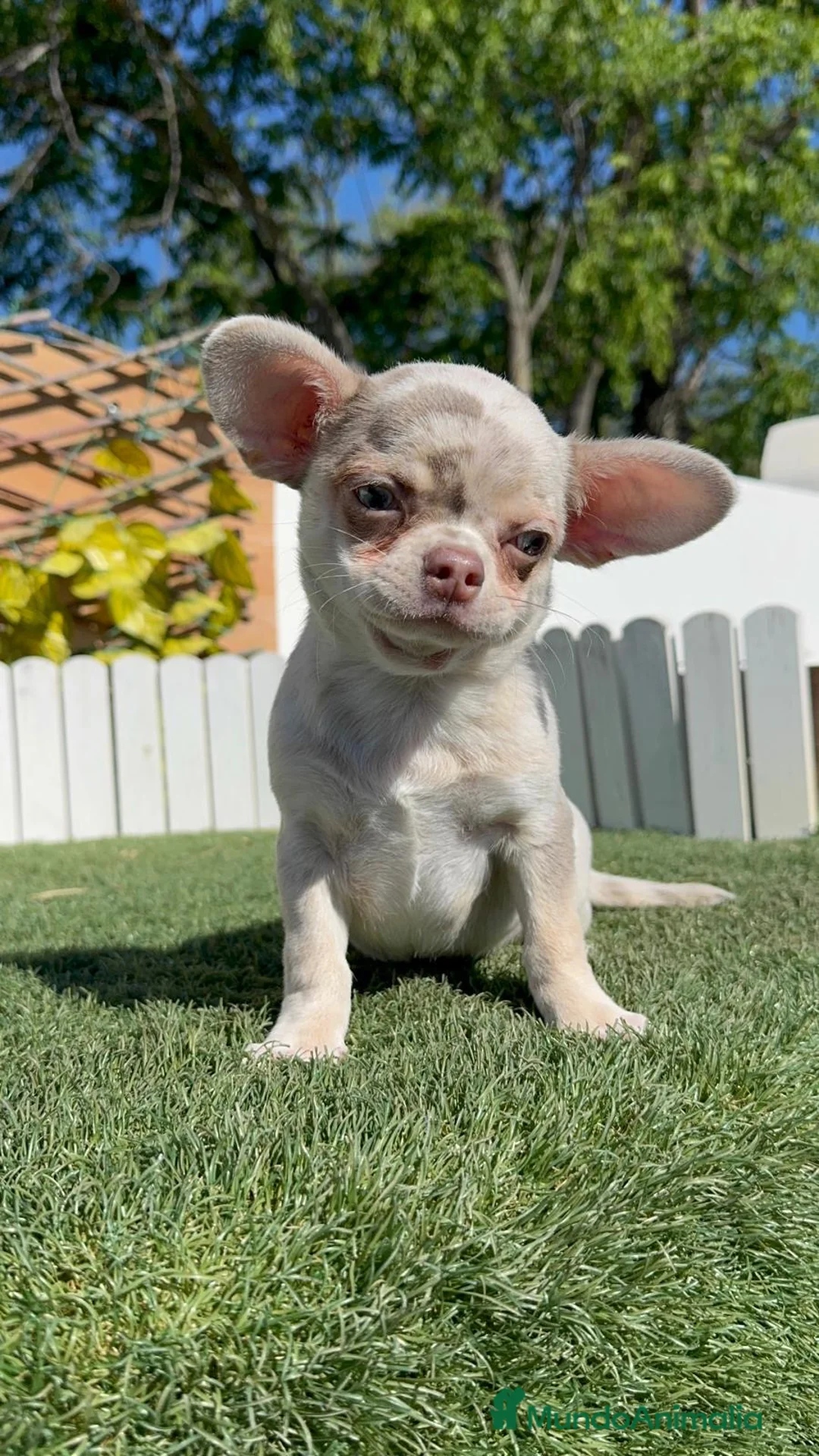Chihuahua perros en venta: CHIHUAHUA MERLE - Anuncio 9