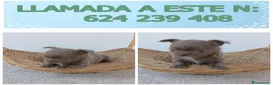 Chihuahua Cachorro 6