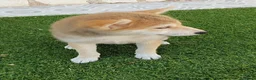 Shiba Inu perros en venta: Shiba Inu Cachorros - Anuncio 8