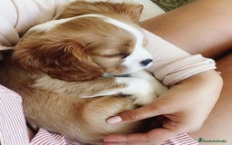 Cavalier King Charles Spaniel perros en venta: Cachorros Cavalier pura raza 🥇✨ - Imagen 6
