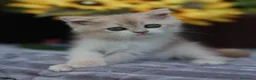 Británico de Pelo Corto gatos en venta: British shorthair - Anuncio 2