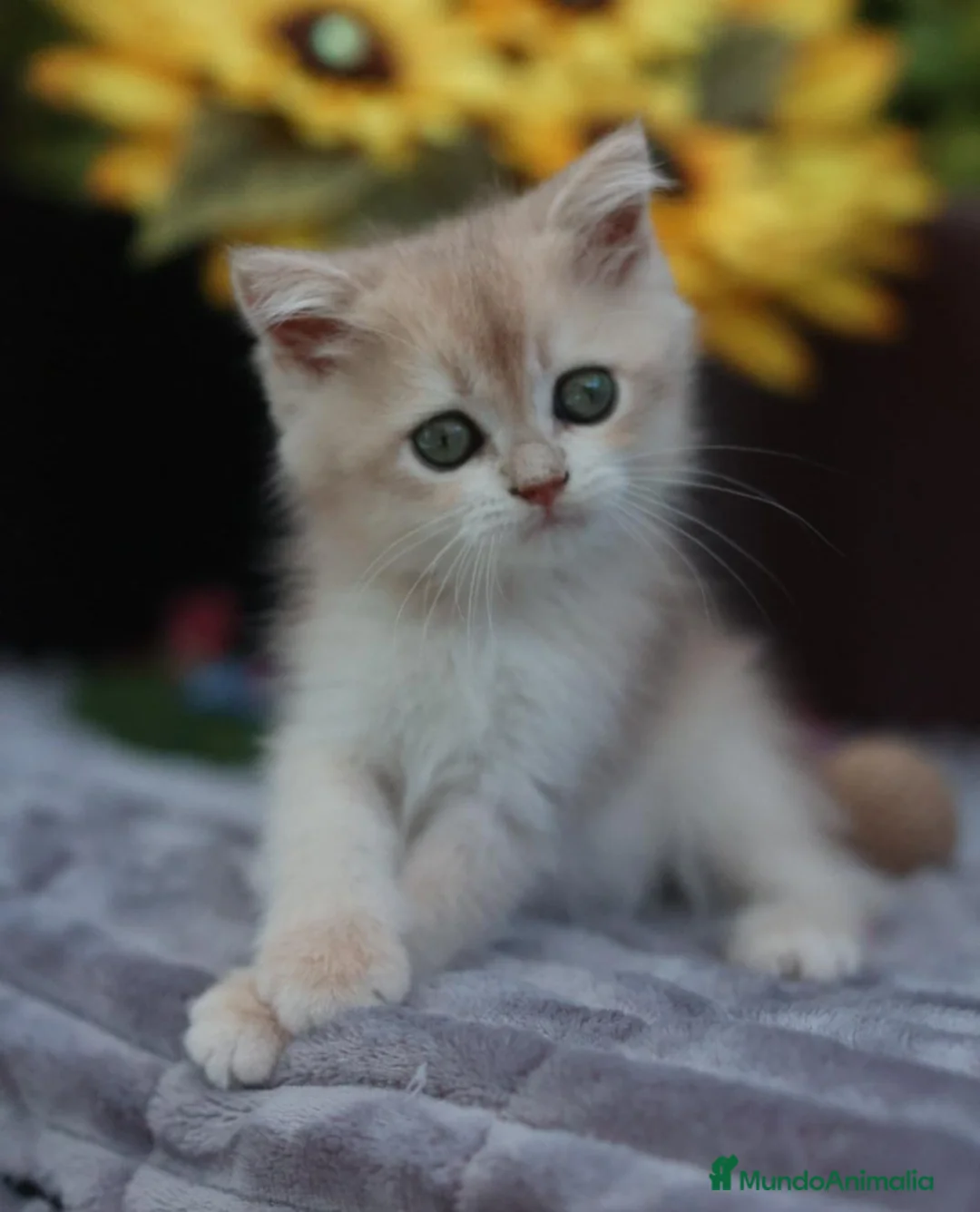 Británico de Pelo Corto gatos en venta: British shorthair - Anuncio 2