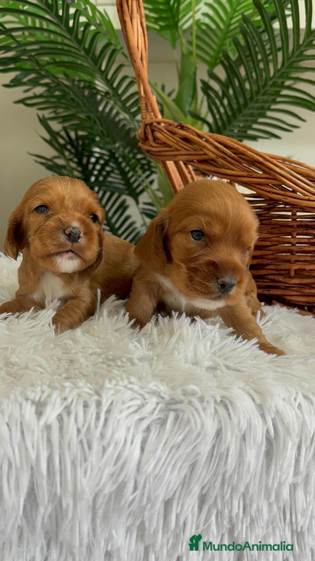 Cocker Spaniel Inglés perros en venta: COCKER SPANIEL INGLES - Imagen 5