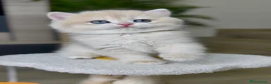 🩷Happy🩷· Hembrita British Shorthair Blue Golden 