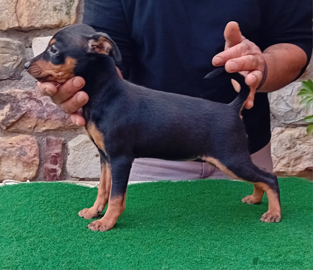 Pinscher Miniatura perros en venta: Pincher de carmargut - Imagen 1