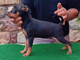 Pinscher Miniatura perros - Anuncio 1